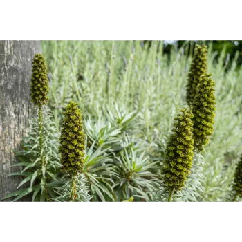 Natural Cyperus Rotundus 